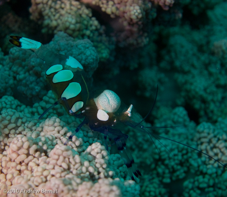 Peacock-tail Anemone Shrimp