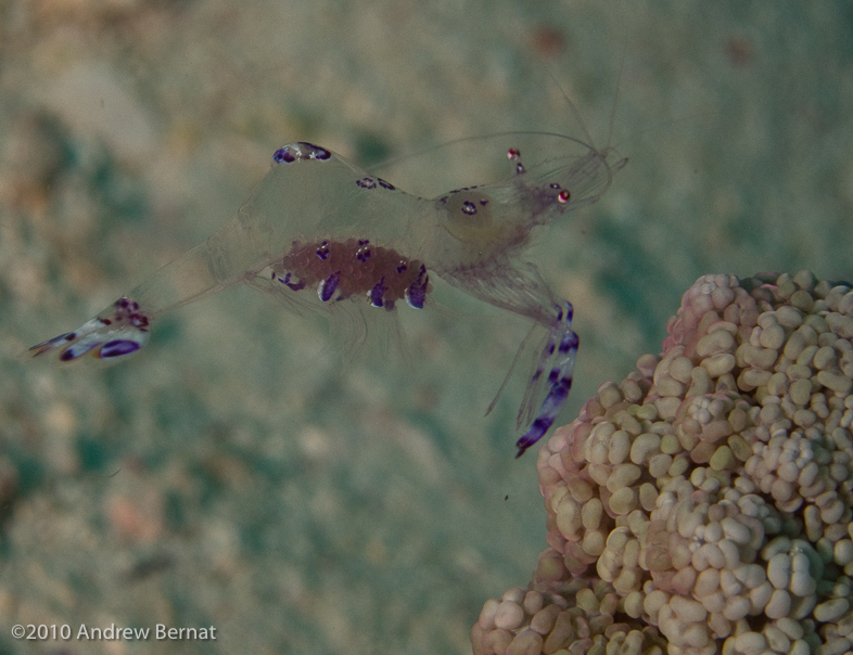 Sarasvati Anemone Shrimp