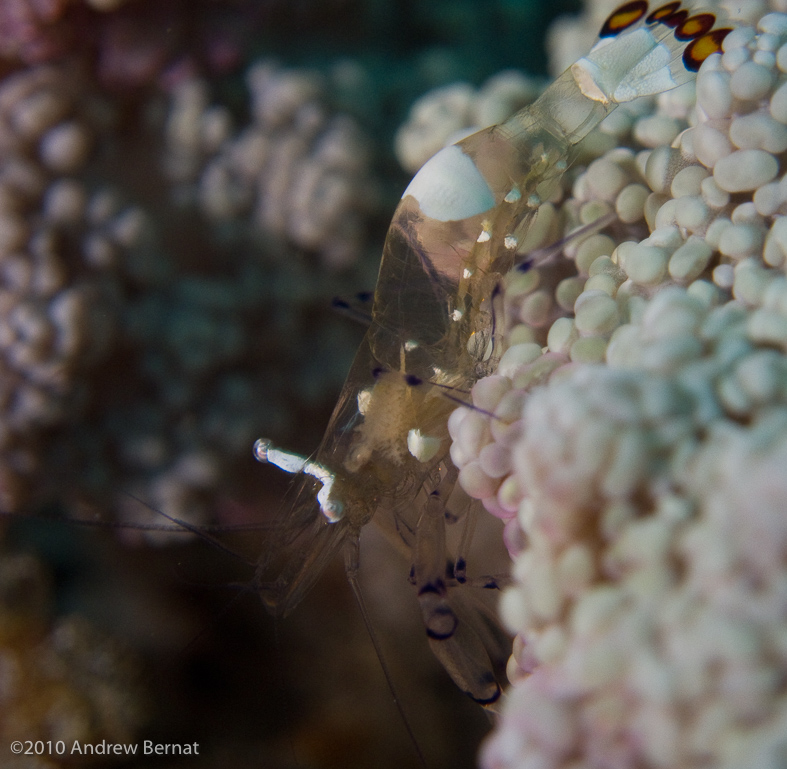 Peacock-tail Anemone Shrimp