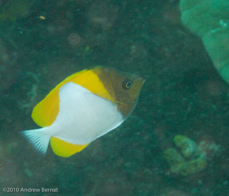 Pyramid Butterflyfish