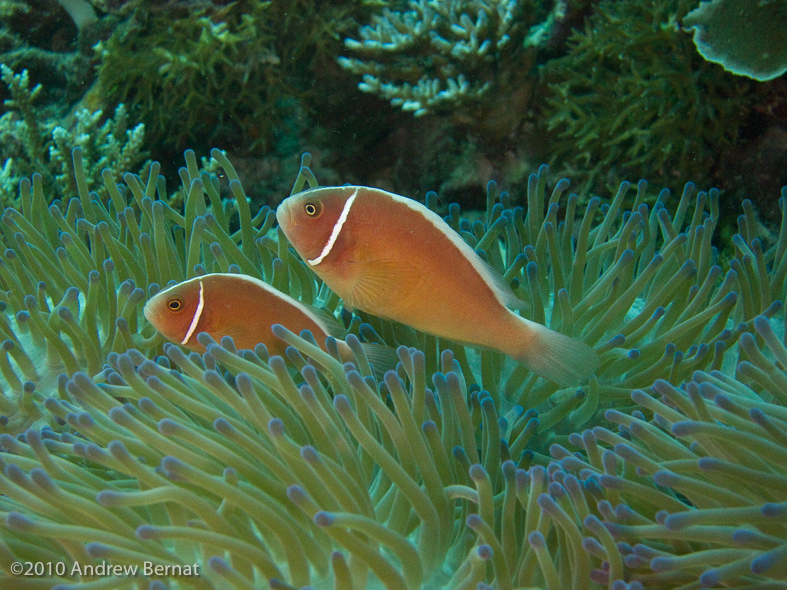 Pink Anemonefish