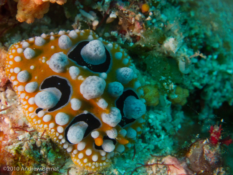 Ocellated Phyllidia Nudibranch