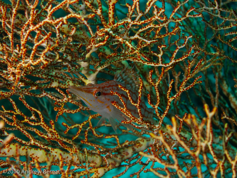 Longnose Hawkfish