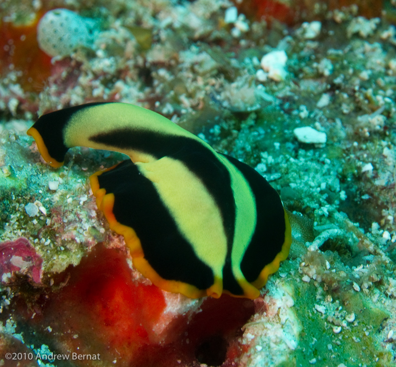 Symmetrical Flatworm