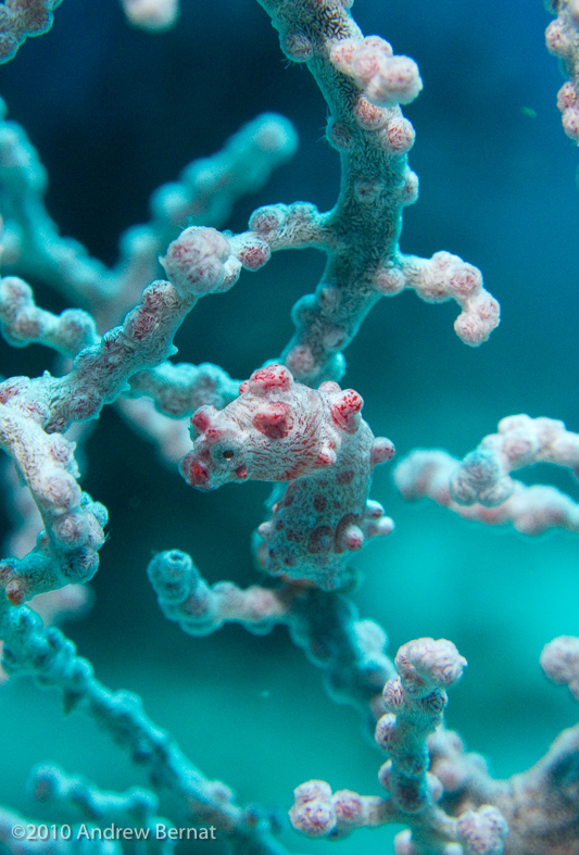 Pygmy Seahorse