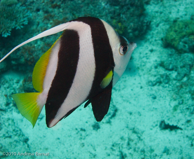 Longtin Bannerfish