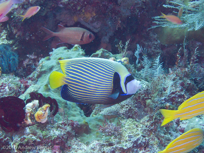 Emperor Angelfish