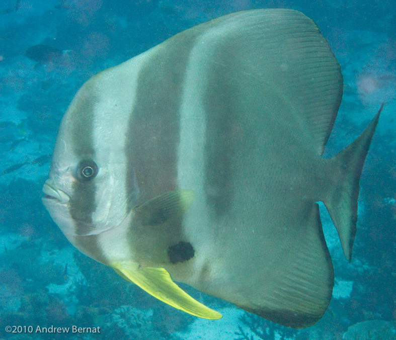 Longfin Spadefish