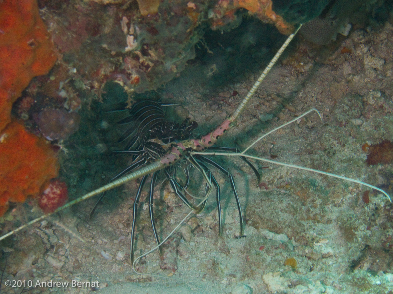 Painted Spiny Lobster