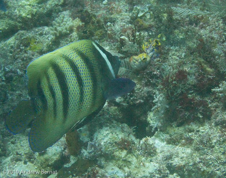 Six-banded Angelfish