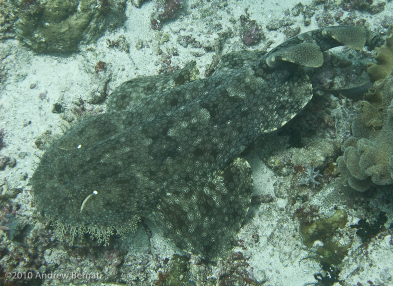 Tasselled Wobbegong