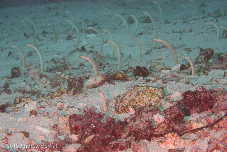 Dusky Garden Eels