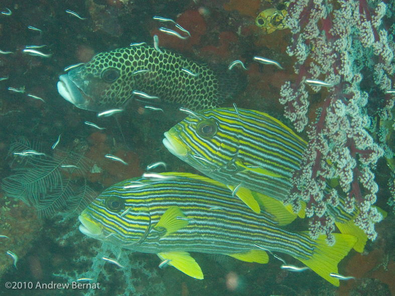 Many-Spotted Sweetlips
Ribbon Sweetlips