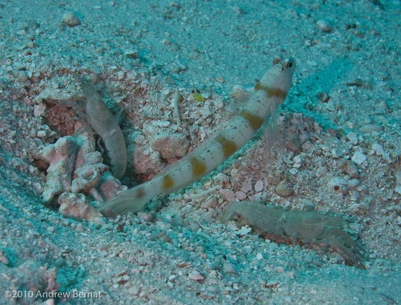 Red-margin Shrimpgoby