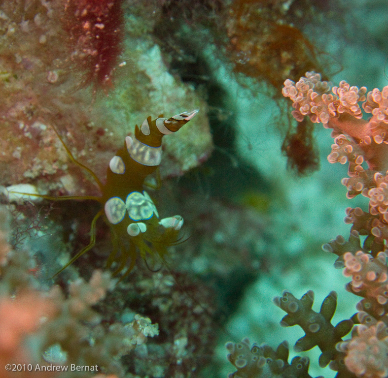 Squat Anemonae Shrimp