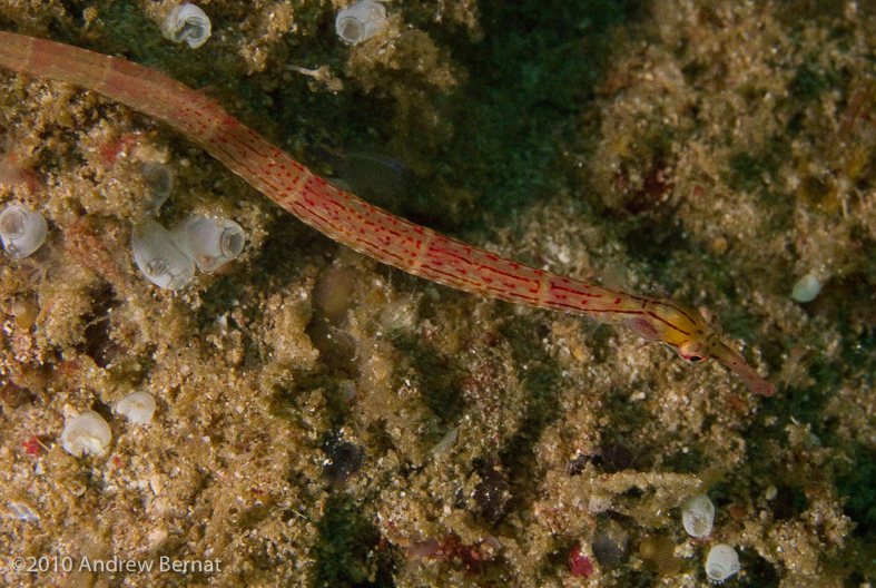 Network Pipefish