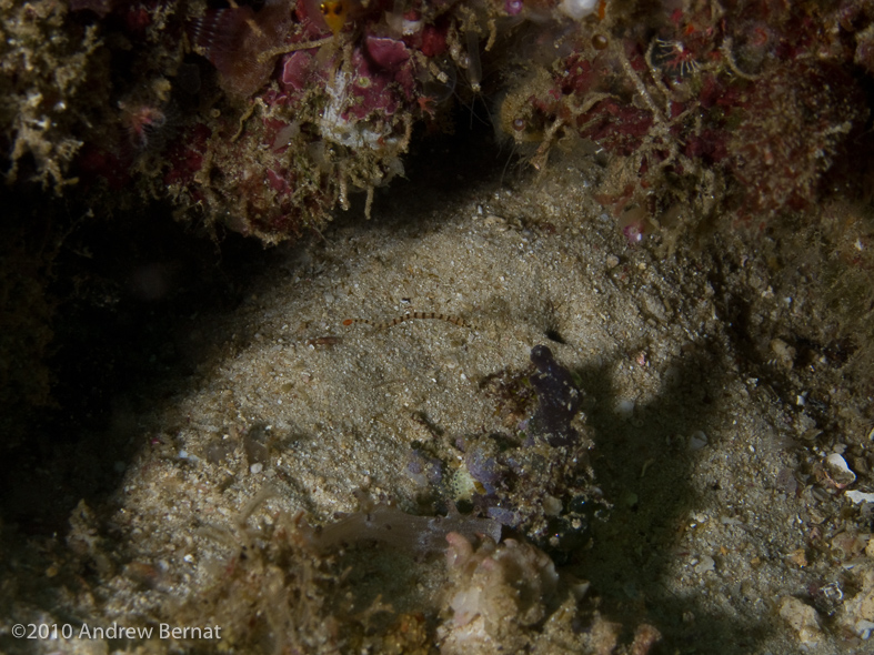 Ringed Pipefish