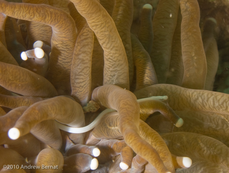 Mushroom Coral Pipefish