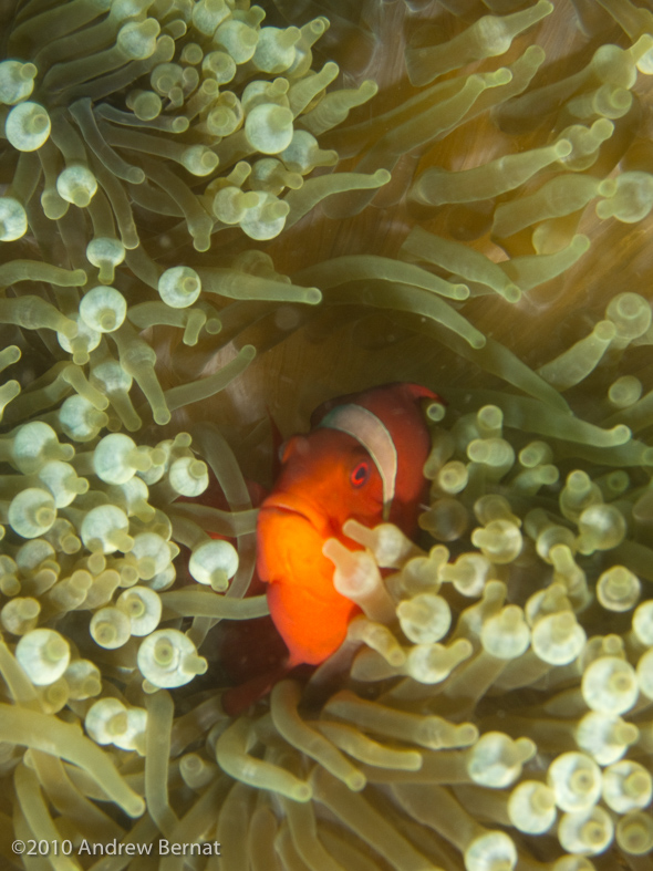 Spinecheek Anemonefish