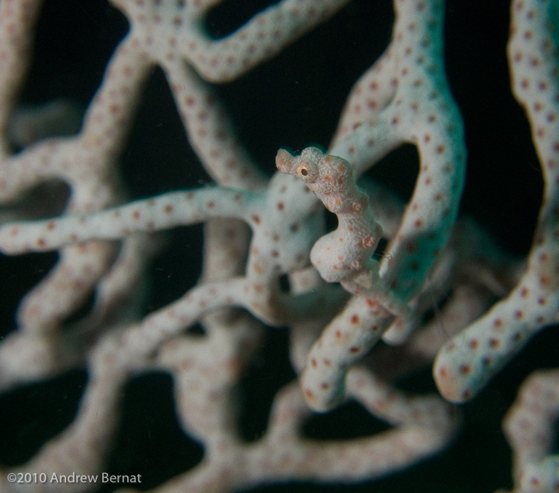 Pygmy Seahorse