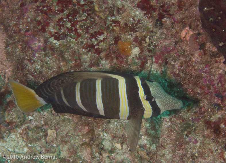 Pacific Sailfin Tang