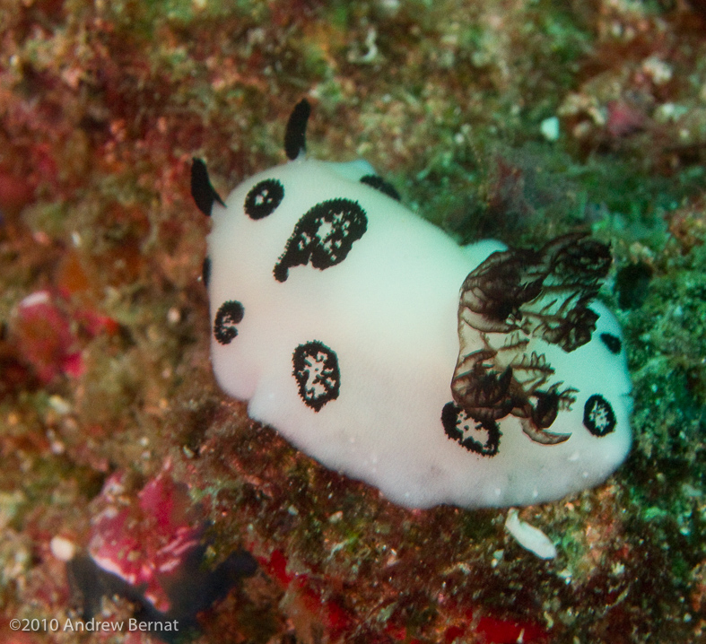 Funeral Jorunna Nudibranch