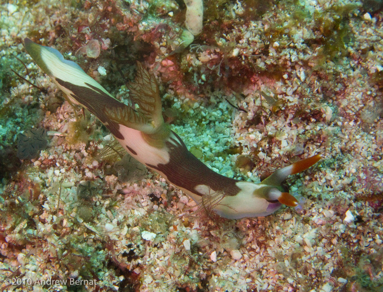 Nembrotha Rutilans Nudibranch