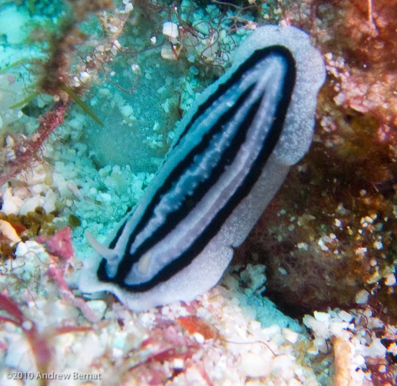 Loch's Chromodoris Nudibranch