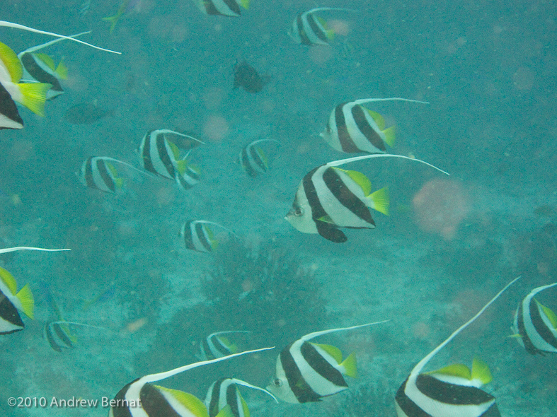 Longtin Bannerfish