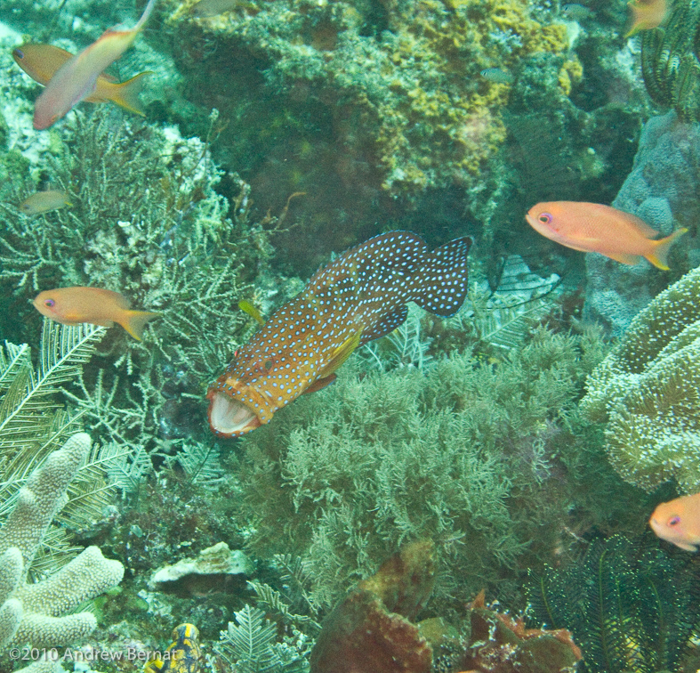 Coral Grouper