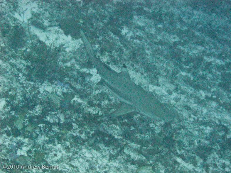 Blacktip Reef Shark