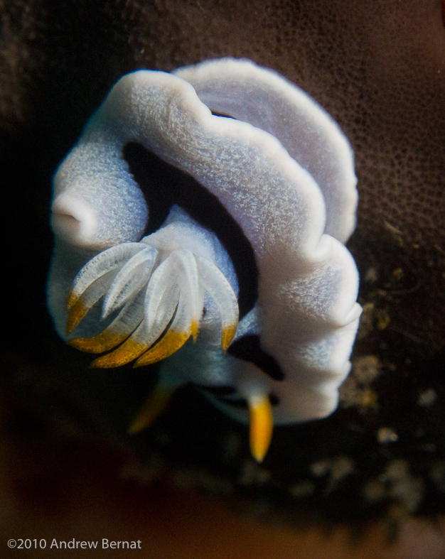 Loch's Chromodoris Nudibranch