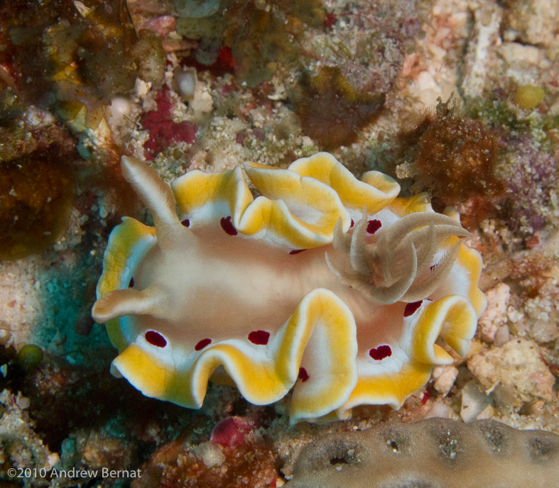 Red Spot Glossodoris Nudibranch