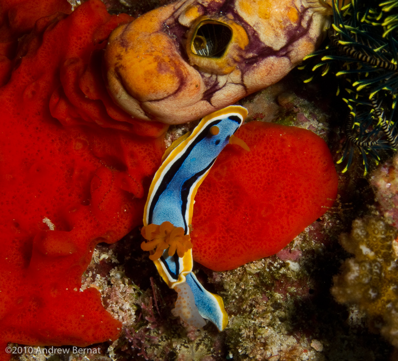 Elisabeth's Chromodoris Nudibranch