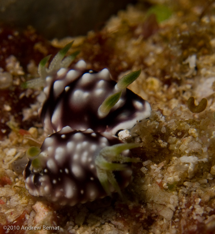 Elegant Phyllidia Nudibranch