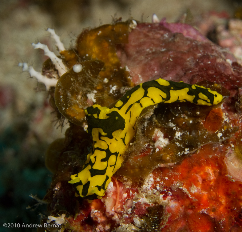 Gardiner's Banana Nudibranch