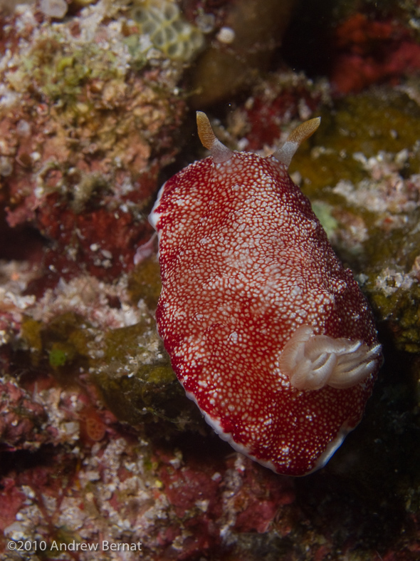 Reticulated Chromodoris Nudibranch