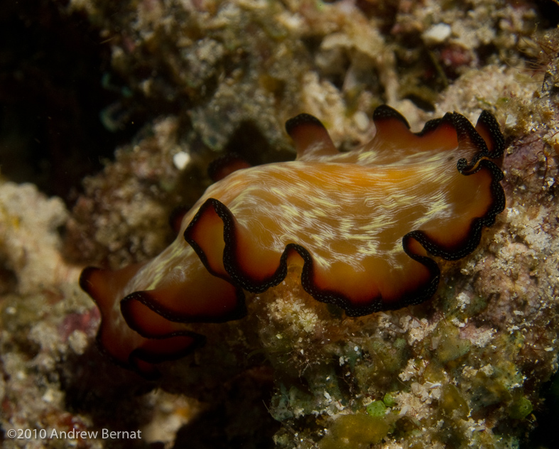 Lightning Flatworm