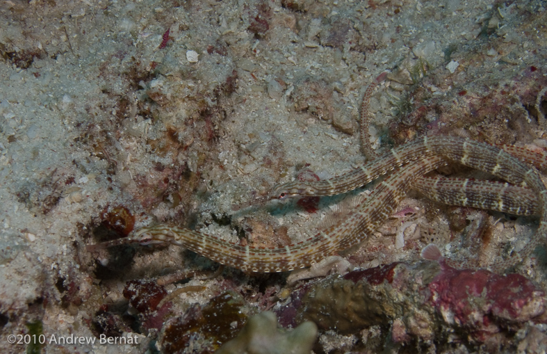 Schultz's Pipefish