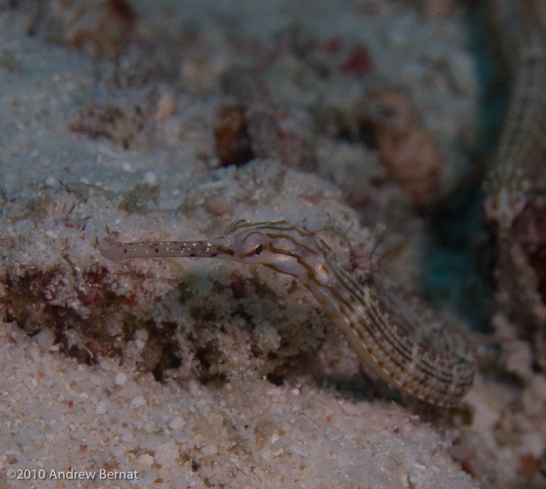 Schultz's Pipefish