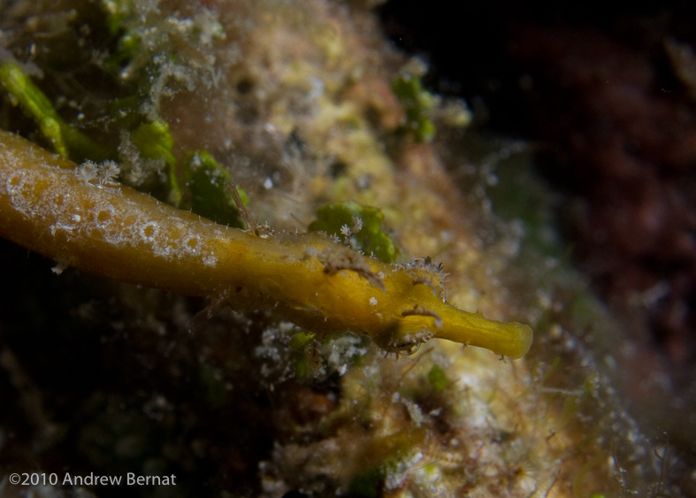 Pipefish