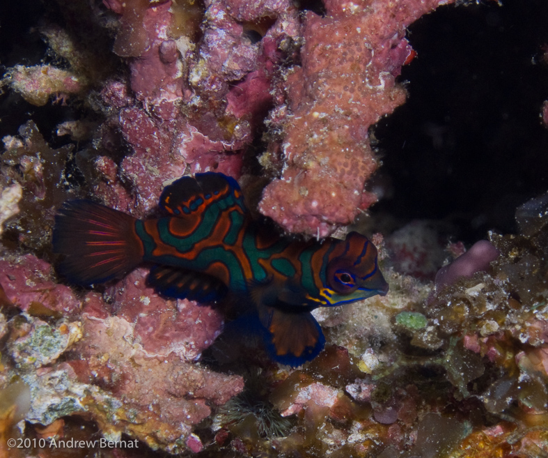 Mandarinfish Dragonet