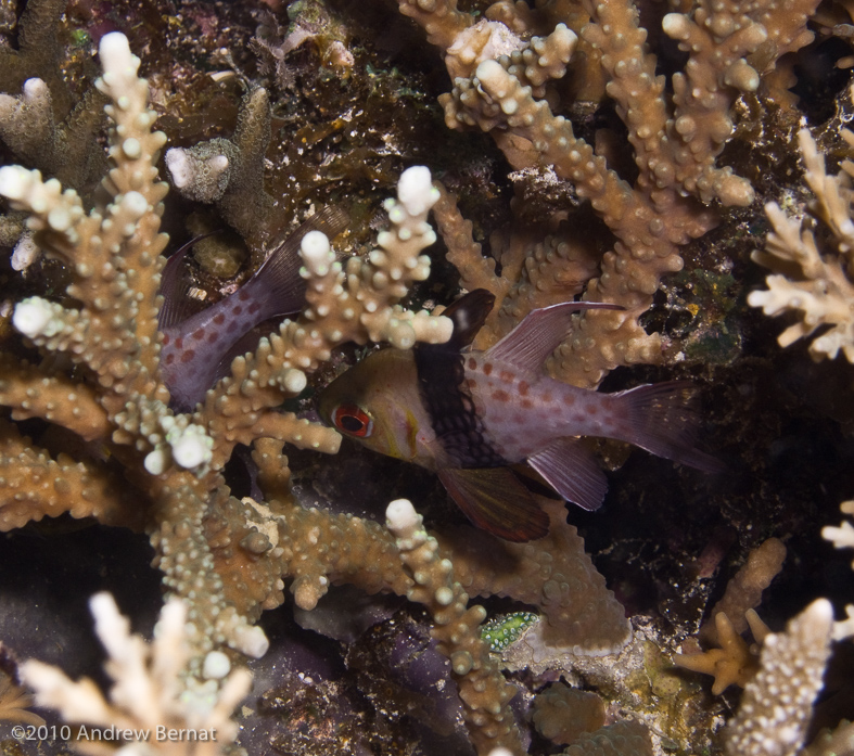 Pajama Cardinalfish