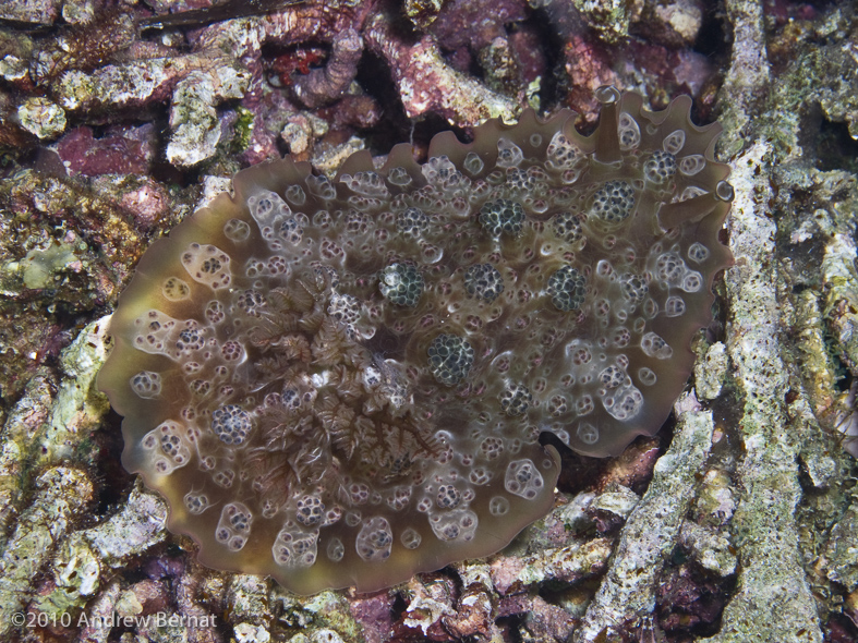 Bumpy Dendrodoris Nudibranch