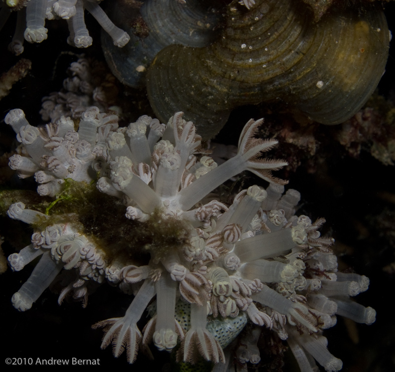 feeding coral