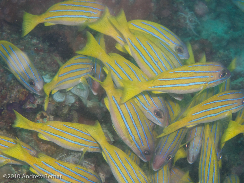 Bluestripe Snapper