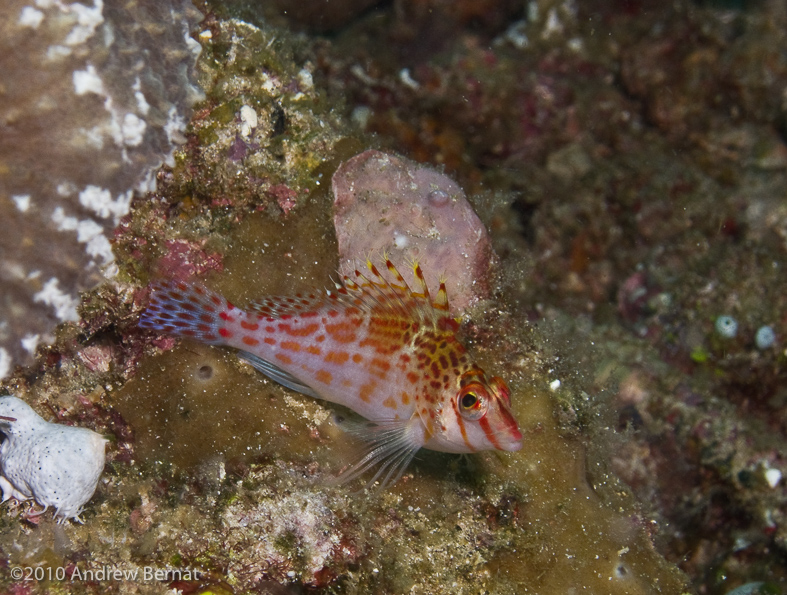 Dwarf Hawkfish