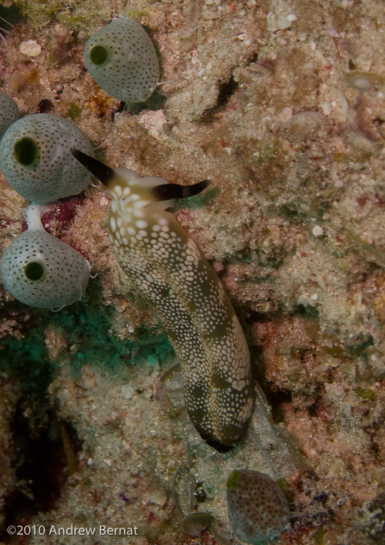 Plakobranchus ocellatus