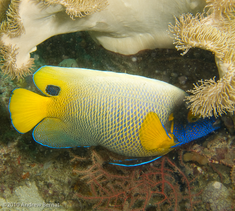 Yellow-mask Angelfish