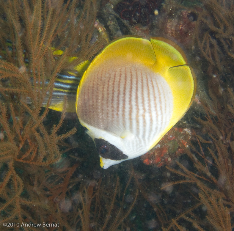 Panda Butterfyfish